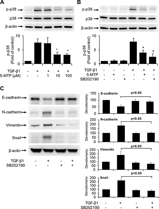 Inactivation of TGF-&#x03B2;1-induced p38 MAPK by 5-MTP.