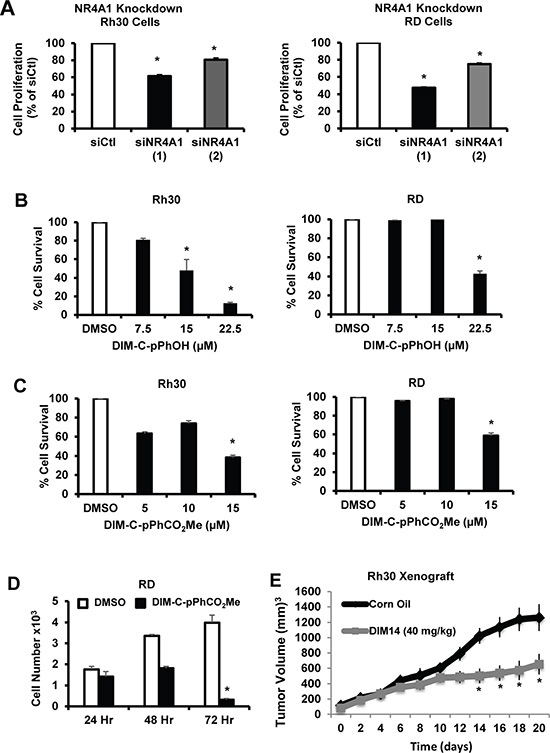 NR4A1 regulates growth of RMS cells which can be inhibited by C-DIM/NR4A1 antagonists.