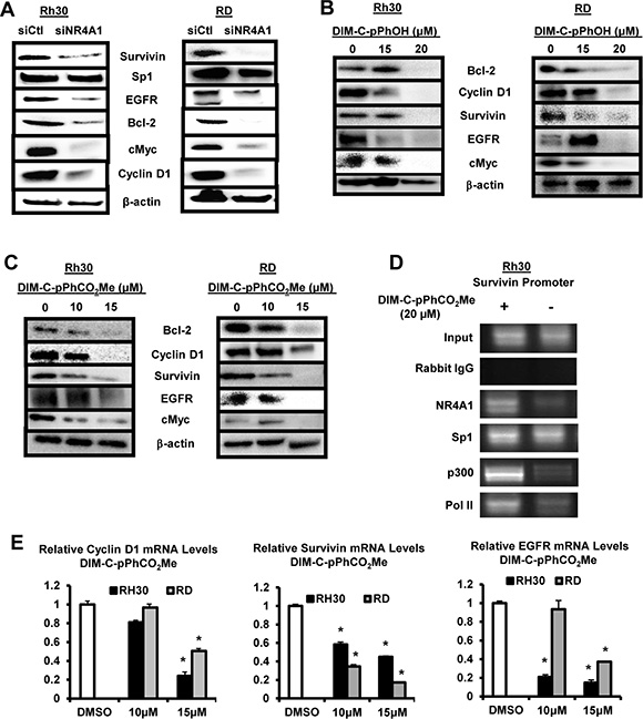 NR4A1 regulation of pro-survival/growth promoting genes and their inhibition by C-DIM/NR4A1 antagonists.