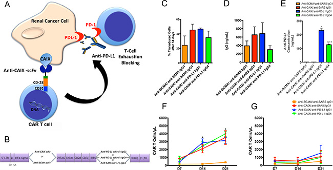 Chimeric antigen receptors (CAR) constructs for CD8+ T cells transduction.