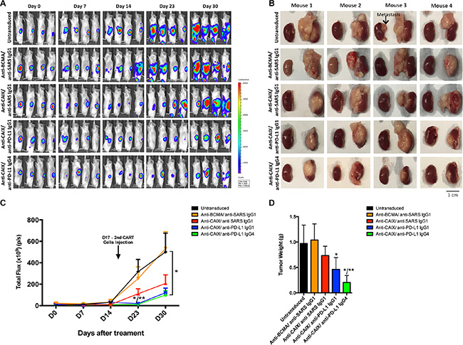 Effects of the CAR T cells in an orthotopic model of human ccRCC.