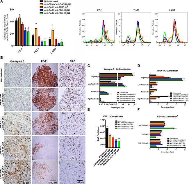 Exhaustion markers on tumor infiltrating lymphocytes (TIL) after CAR T cell treatment in vivo and immunohistochemical (IHC) analysis of CAR T cells antitumor activity.