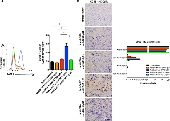 Human natural killer (NK) cells in the tumors treated with anti-CAIX CAR T cells secreting anti-PD-L1 IgG1 Ab.