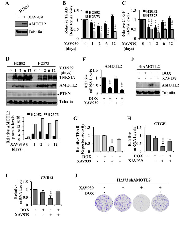 Angiomotin stabilization determines the ability of XAV939 to inhibit TEAD-mediated transcription and proliferation of Hippo pathway mutant tumor cells.