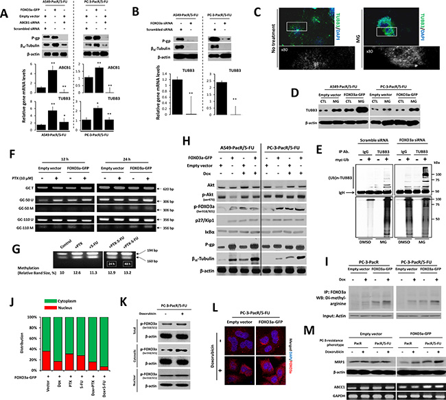 FOXO3a activity involves ABCB1 regulation to control TUBB3 response in paclitaxel-resistant cancer cells with transient 5-FU cross-resistance.