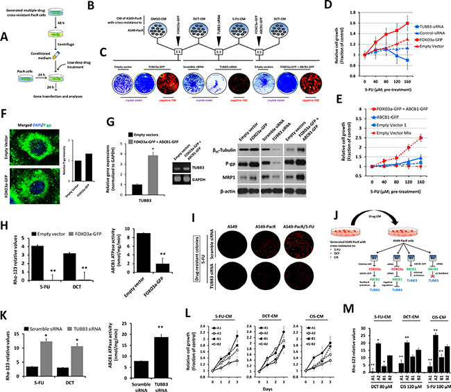 Drug-induced secretome factors influence MDR promotion of FOXO3a-regulated P-gp activity in PTX-resistant A549 cells with multiple cross-resistance.