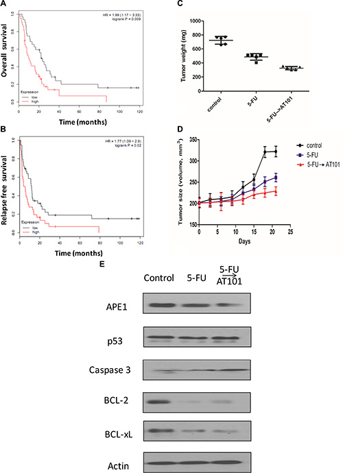 The role of AT101 in the treatment of Her-2 positive gastric cancer with 5-FU based therapy in vivo.