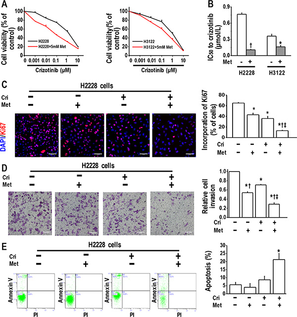 Metformin increased crizotinib sensitivity in crizotinib-sensitive human lung cancer cells.