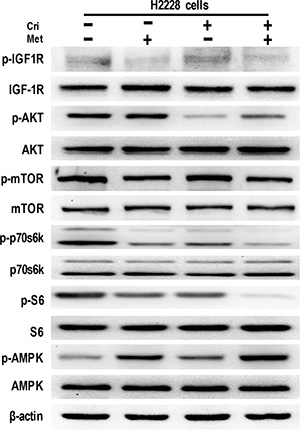 Metformin decreased IGF-1R signaling in crizotinib-sensitive human lung cancer cells.