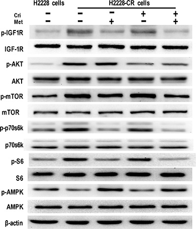 Metformin decreased IGF-1R signaling in crizotinib-resistant human lung cancer cells.