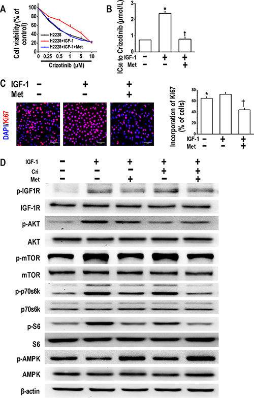 Metformin reversed IGF-1-induced crizotinib resistance and decreased IGF-1R signaling activation.