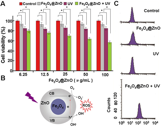The photodynamic activity of the Fe3O4@ZnO nanocomposites.