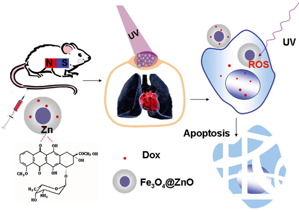 Schematic illustration of the process of Fe3O4@ZnO/Dox nanocomposites mediated targeted photo-chemo therapy of metastatic tumor on the chest wall while cardiopulmonary avoidance.