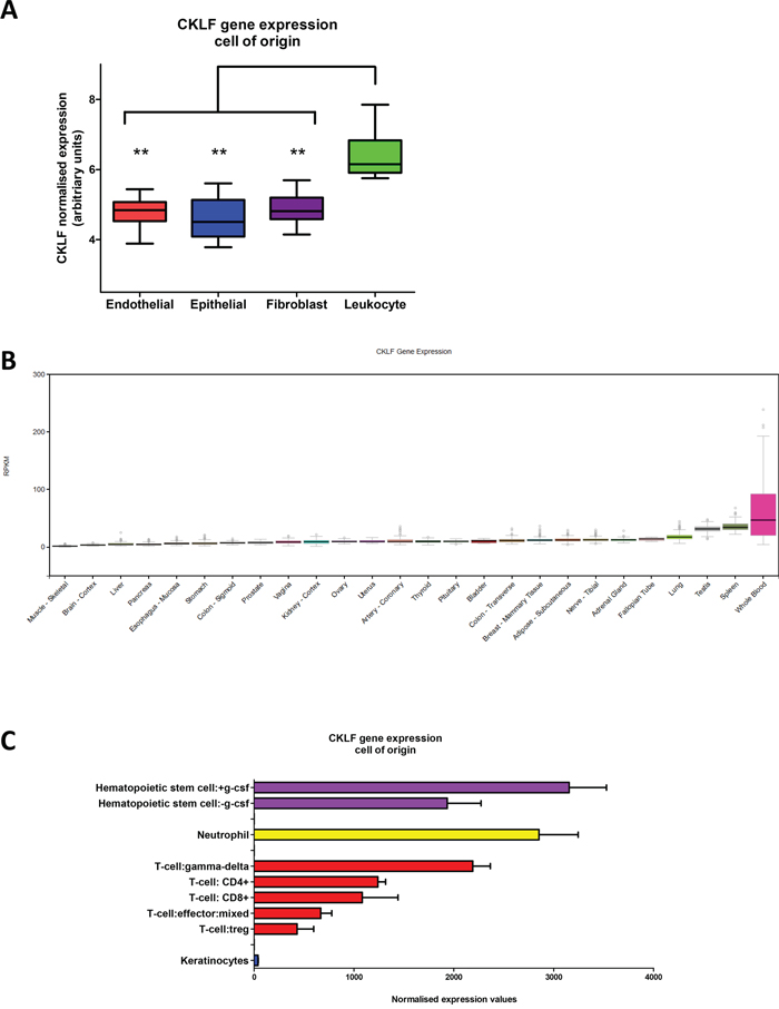 CKLF gene expression within the tumor microenvironment and normal tissue.