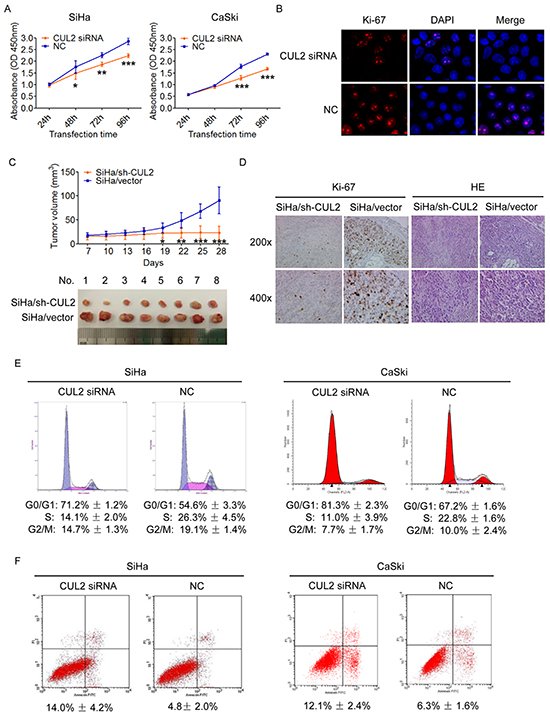 Inhibition of CUL2 suppresses the proliferation, blocks the cell cycle G1-S transition and promotes apoptosis of cervical cancer cells in vitro and suppresses the tumorigenicity in vivo.