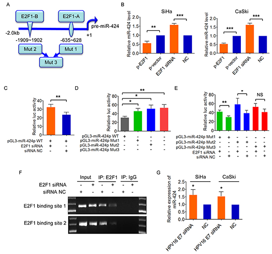 E2F1 negatively regulates miR-424.