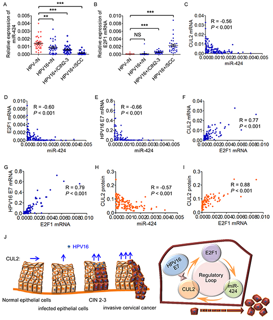 The members of CUL2 regulatory loop are perturbed in HPV16-induced human cervical carcinogenesis.