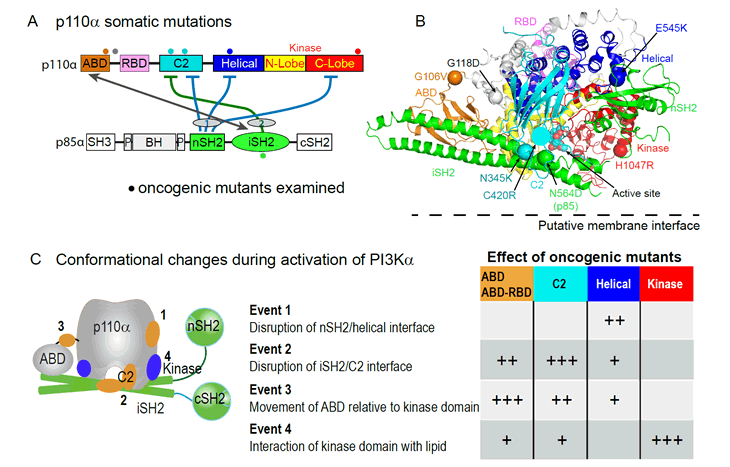 Oncogenic mutants in PI3K.