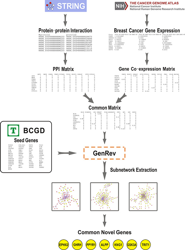 Summary workflow for identifying BC related candidate genes.