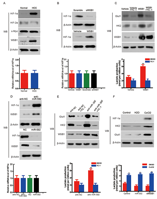Knockdown of miR-592 enhances glycolysis by increasing WSB1-induced HIF-1&#x03B1; stability.