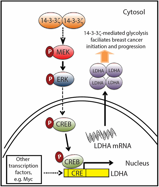 Proposed model of 14-3-3&#x03B6; overexpression-mediated LDHA upregulation facilitates breast cancer tumorigenesis.