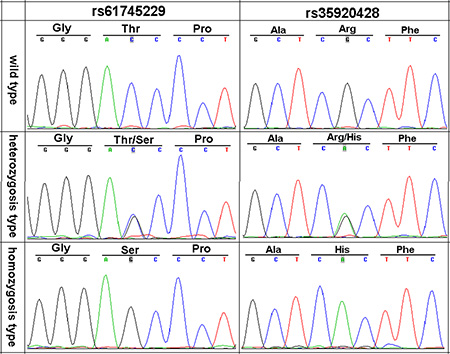 Three genotypes of DNA sequence chromatogram of rs61745299 and rs35920428 in CHIT1 gene.