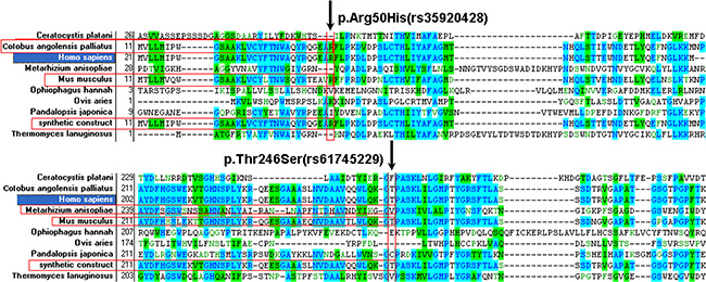 Conservation analysis of the CHIT1 protein sequences.