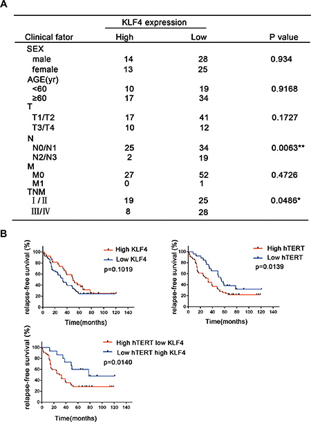 The correlation between the KLF4 and hTERT expression levels with lung cancer patient outcomes.