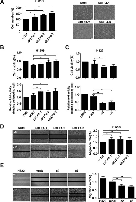 KLF4 knockdown promoted lung cancer cell growth, migration and adhesion ability in vitro.