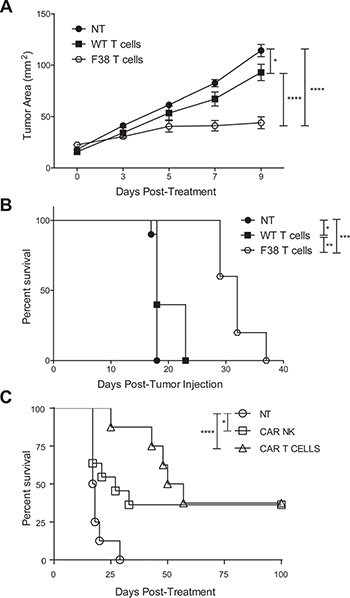 Adoptive transfer of CAR T or CAR NK cells into Her2 tumor bearing mice impedes tumor growth and provides a survival advantage.