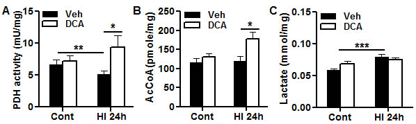 Effect of DCA treatment on brain mitochondrial metabolism.
