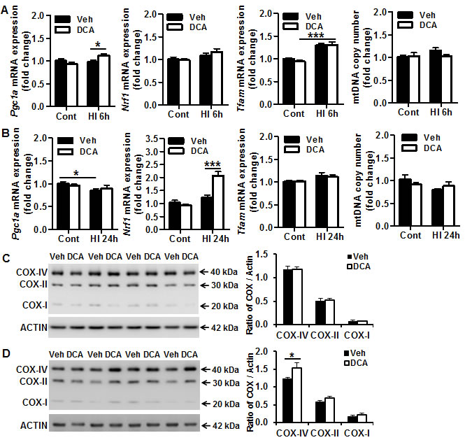 Effect of DCA treatment on brain mitochondrial biogenesis.