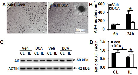 DCA treatment reduced AIF nuclear translocation in the mouse brain after HI.