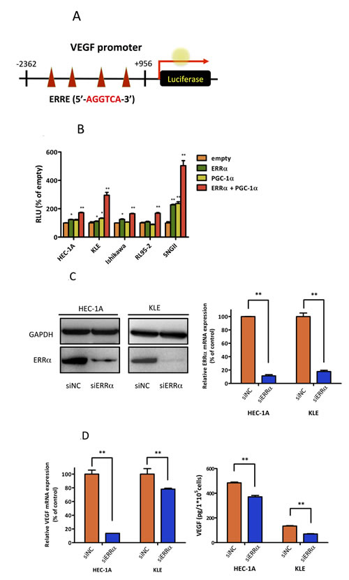 Effect of ERR&#x3b1; knockdown on VEGF expression and angiogenesis.
