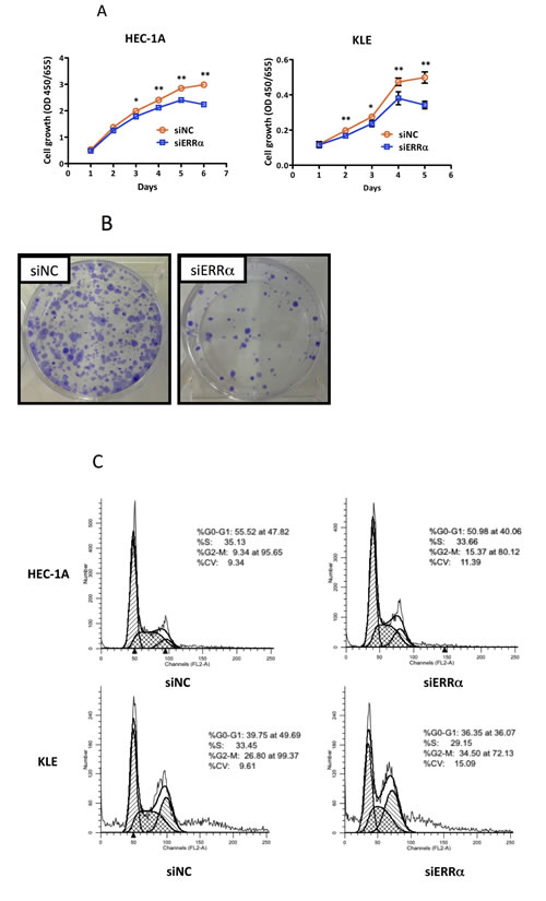 Effect of ERR&#x3b1; knockdown on the proliferation of endometrial cancer cells.