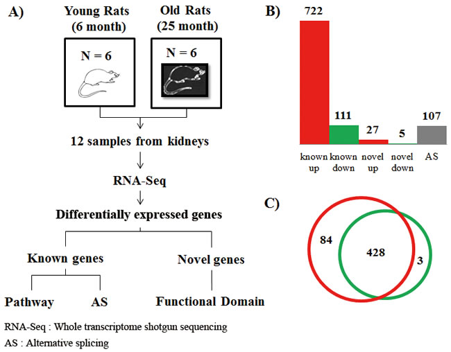 Experimental design and differentially expressed genes with aging.