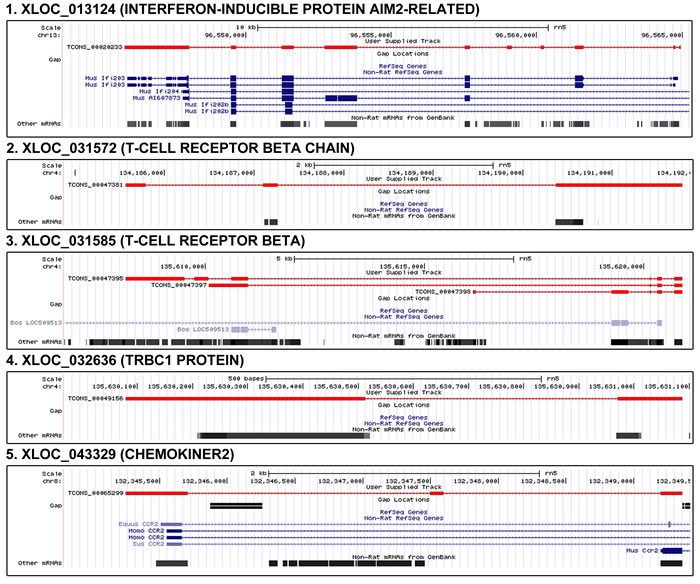 Genomic position and structure of novel genes related to inflammation.