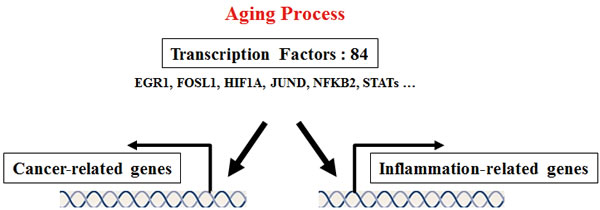 Proposed common transcription factors linking inflammation and cancer in the aging process.