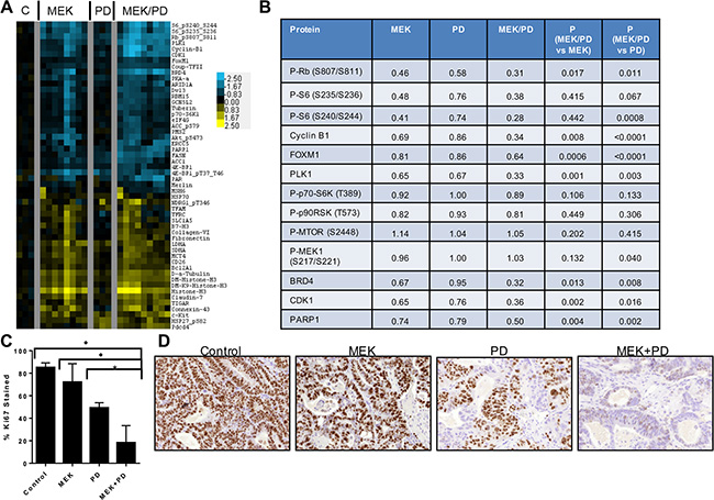 Combination of CDK4/6 and MEK inhibitors induces greater inhibition of phosphorylation of S6 and other growth factor signaling and cell cycle proteins in vivo in PDX models of KRAS mutant CRC.