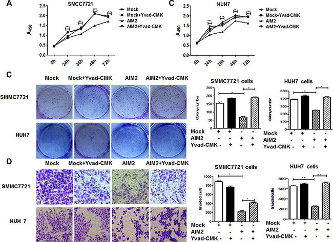 AIM2 inhibited malignant behaviors of HCC cells through forming an inflammasome.