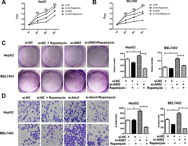 Rapamycin significantly reversed the effect of AIM2-deficiency on HCC cells.