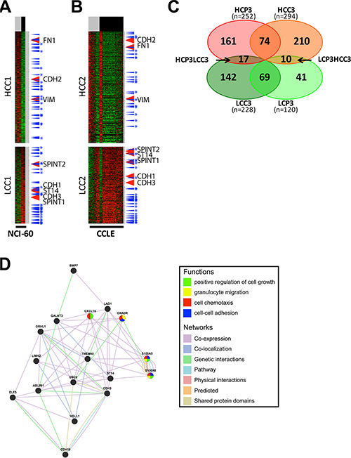 Analysis and gene networking of EMT genes coexpressed in cell lines.