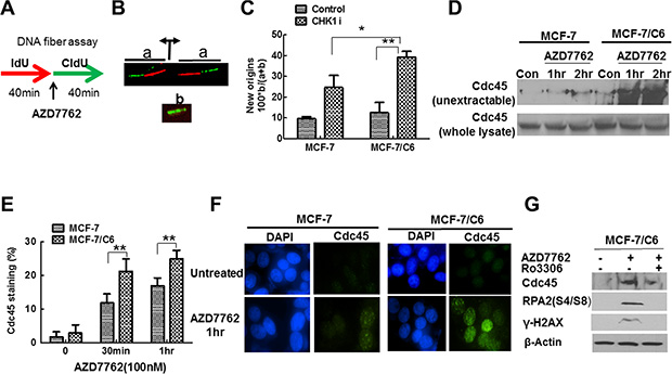 CHK1 inhibition led to the more profound increase in replication initiation in MCF-7/C6 cells.