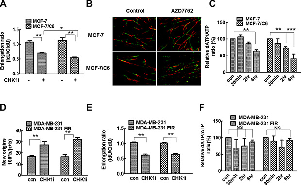 CHK1 inhibition led to the more significant decrease in replication speed and deoxynucleotide supply in MCF-7/C6 cells.