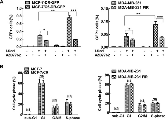 CHK1 inhibition resulted in a more significant decrease in HR in RBCC.