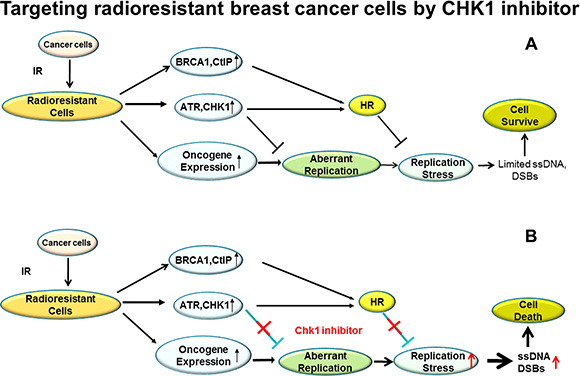 A proposed model for targeting RBCC cells by CHK1 inhibitor via abrogating the suppression in RS induced by oncogenes.