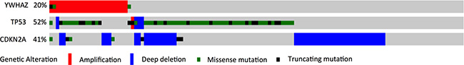 Gene alteration of YWHAZ, TP53 and CDKN2A in bladder cancer patients.