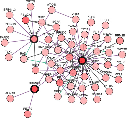 The interactions between TP53, CDKN2A, and YWHAZ alteration.