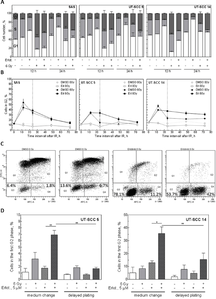 Influence of EGFR inhibition on the cell cycle.