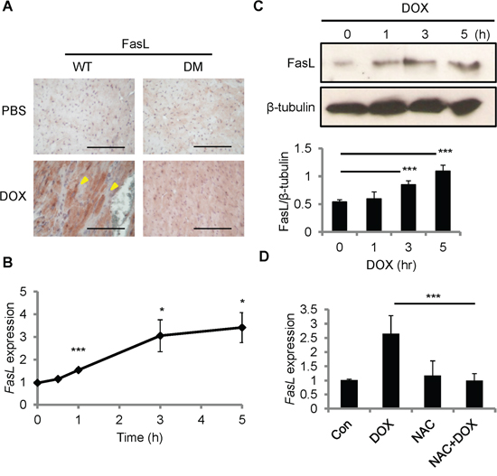 FasL was induced by DOX in the mouse heart and in cardiomyoblast H9c2 cells.